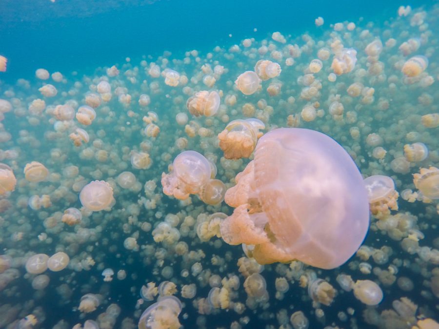 The Golden Jellyfish making their daily trek across Jellyfish Lake to avoid anemones.