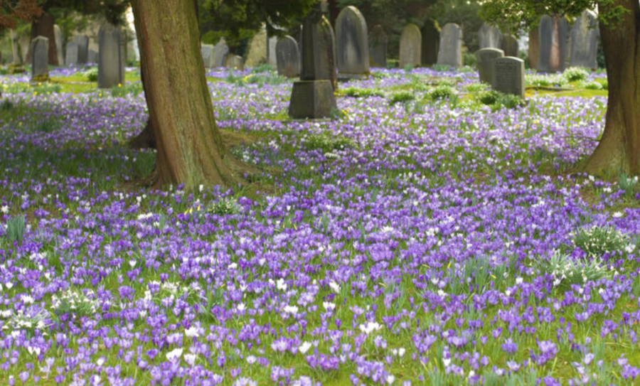 Purple+Easter+crocus+flowers+carpeting+the+ground+under+the+trees+in+a+rural+graveyard