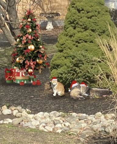 The Eastern stray cats enjoy a purrfect holiday season in the senior courtyard. Kaitlin added the hats and the tree for festivity.