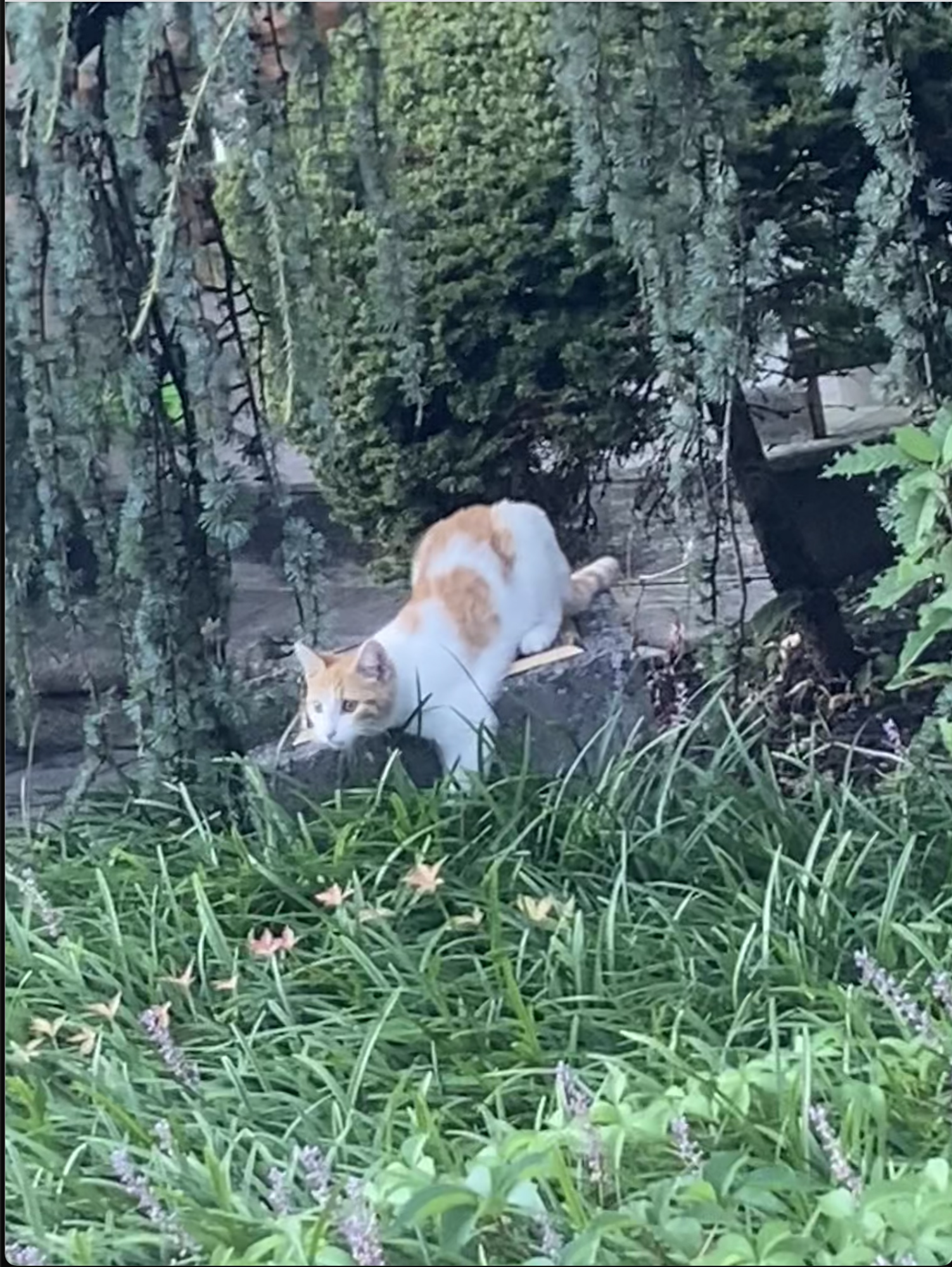 The copper cat gawkes at its audience in this lyric essay