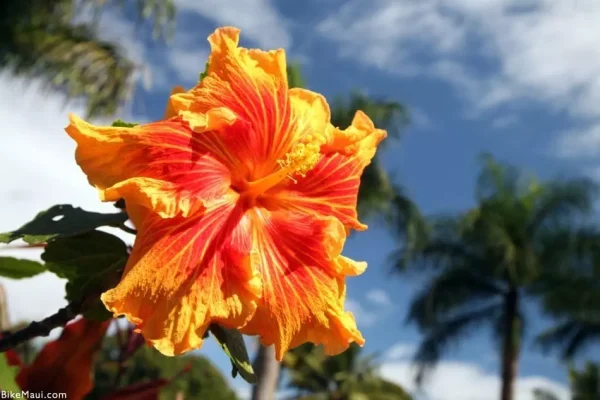 Hibiscus comes in all different colors.