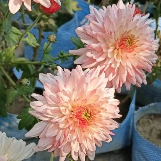 Chrysanthemums